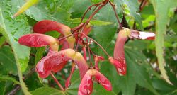 Acer palmatum 'Osakazuki' — photo 2